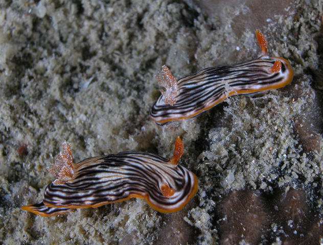 Chromodoris striatella